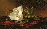 Martin Johnson Heade Magnolia f Norge oil painting reproduction